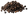 Black Pepper