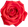 Bulgarian Rose