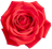 Bulgarian Rose