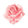Bulgarian Rose