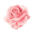 Bulgarian Rose