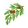 Cypress