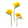 Freesia