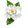 Gardenia