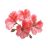 Geranium