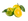 Green Mandarin