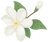 Jasmine