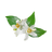 Vanilla