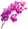 Orchid