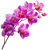 Orchid