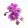 Orchid