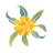 Osmanthus