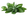Sage
