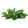 Sage