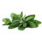 Sage