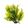 Seaweed