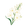 Tuberose