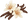 Vanilla