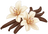 Vanilla