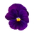 Violet Leaf