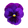 Violet Leaf