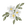 Labdanum